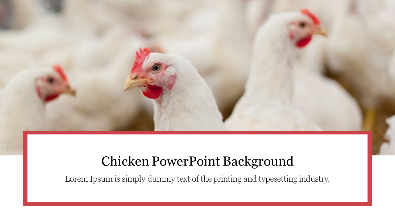 Chicken PowerPoint Background
